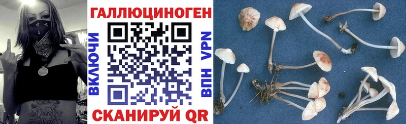 Псилоцибиновые грибы мицелий Бикин